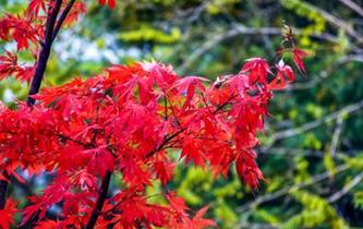 甘肅天水小隴山紅葉似火滿枝頭