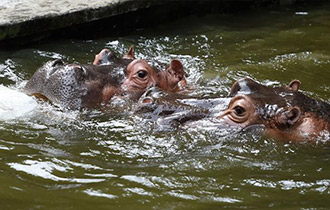 重慶動物園助動物“冰爽”度夏