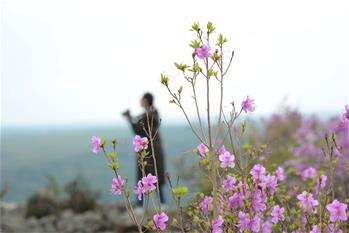 阿爾山：杜鵑花開引客來