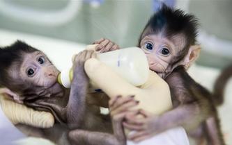 重大突破！兩只克隆猴在中國誕生