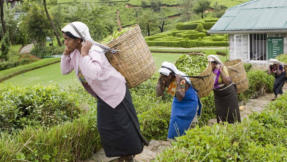 茗香亞洲 茶韻綿長