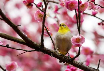 梅花開 引鳥來