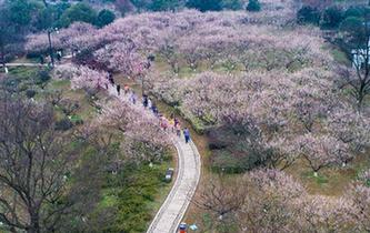 杭州久雨初晴 梅花勝地迎客來