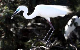 數(shù)萬鷺鳥棲息南昌象山森林公園